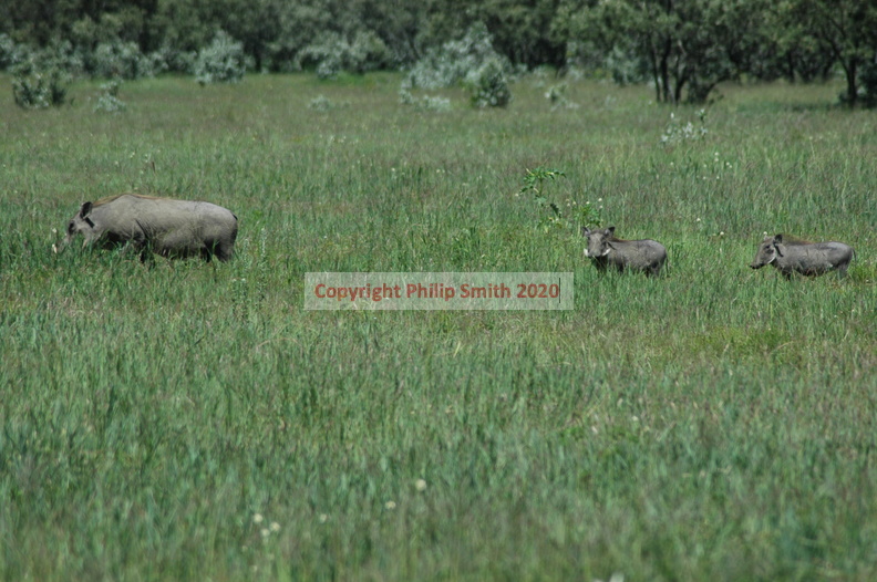 069-warthog-family.JPG