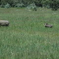 069-warthog-family