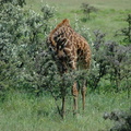 098-Giraffe