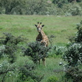 099-Giraffe