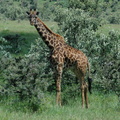 102-Giraffe
