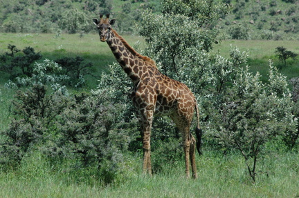 102-Giraffe