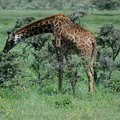 106-Giraffe