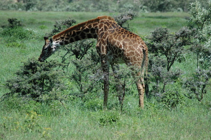106-Giraffe