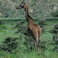 107-Giraffe.JPG