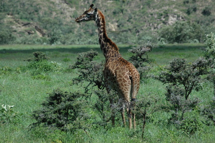 107-Giraffe