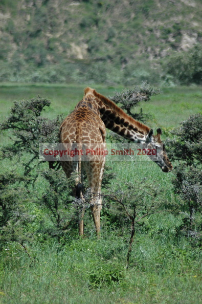 108-Giraffe