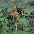 108-Giraffe