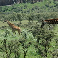 111-Giraffe