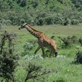 112-Giraffe
