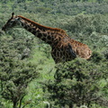 113-Giraffe
