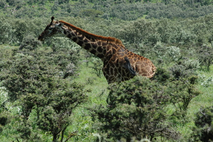 113-Giraffe