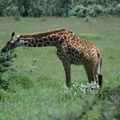 116-Giraffe