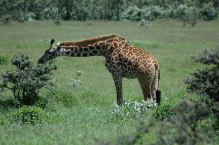 116-Giraffe