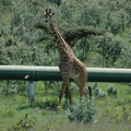 137-Giraffe