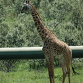 139-Giraffe
