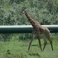 145-Giraffe