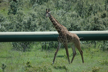 145-Giraffe