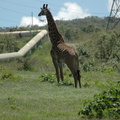 149-Giraffe