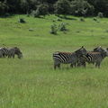 211-Zebra