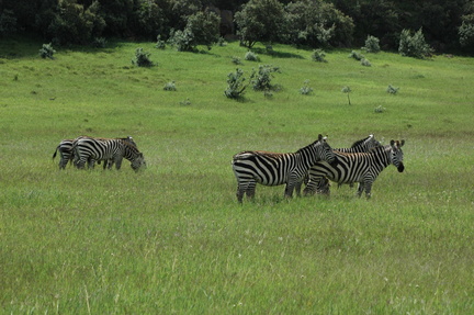211-Zebra