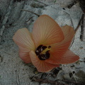 018-Flower