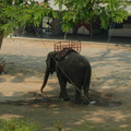224-elephant