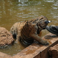 247-TigerCubs