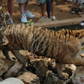 253-TigerCubs