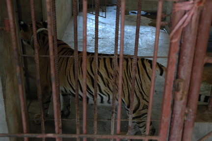 269-Tiger
