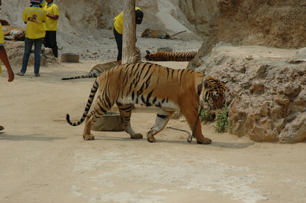 323-TigerRest