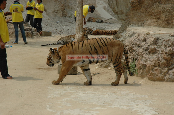 325-TigerRest