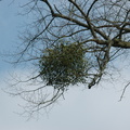 26-Mistletoe