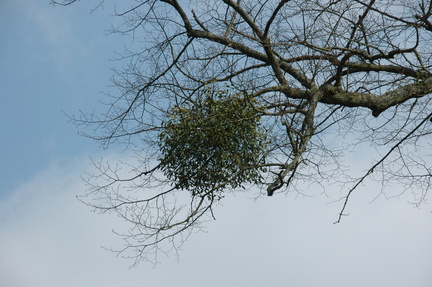 26-Mistletoe