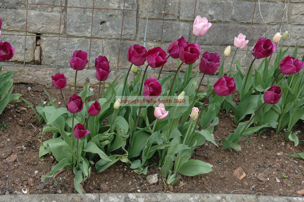 32-Tulips