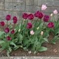 32-Tulips.JPG