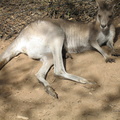 01-Kangaroo
