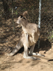 02-Kangaroo