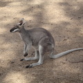 06-Kangaroo.JPG
