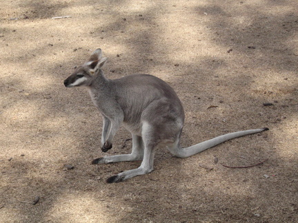 06-Kangaroo