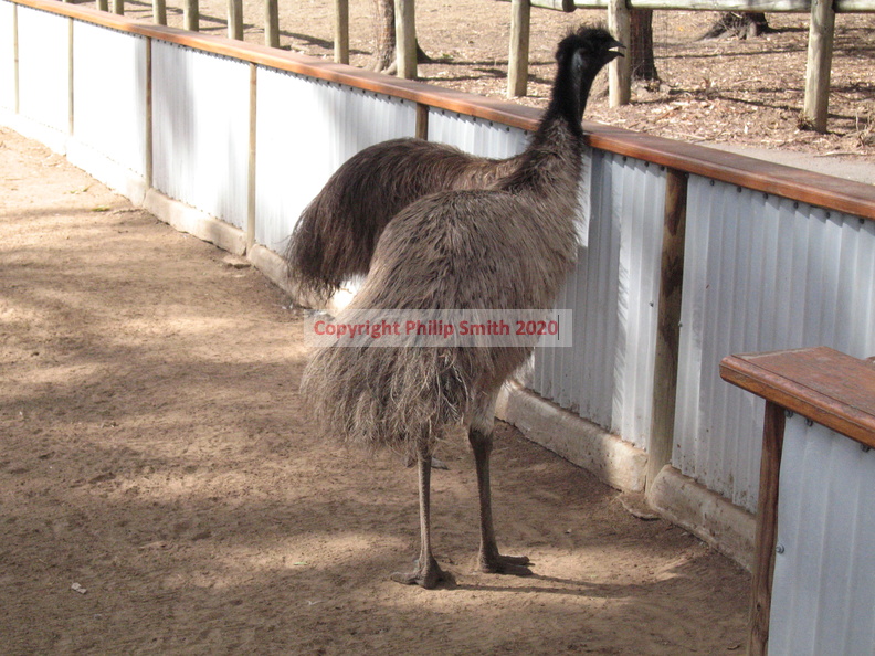 07-Emu