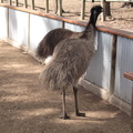07-Emu