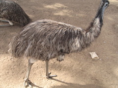 08-Emu