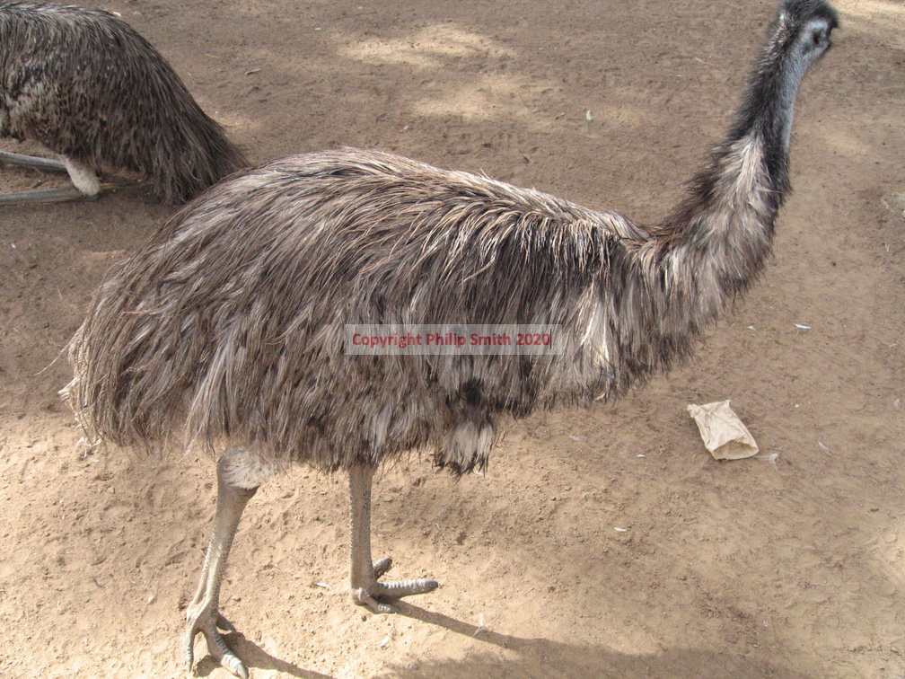 08-Emu