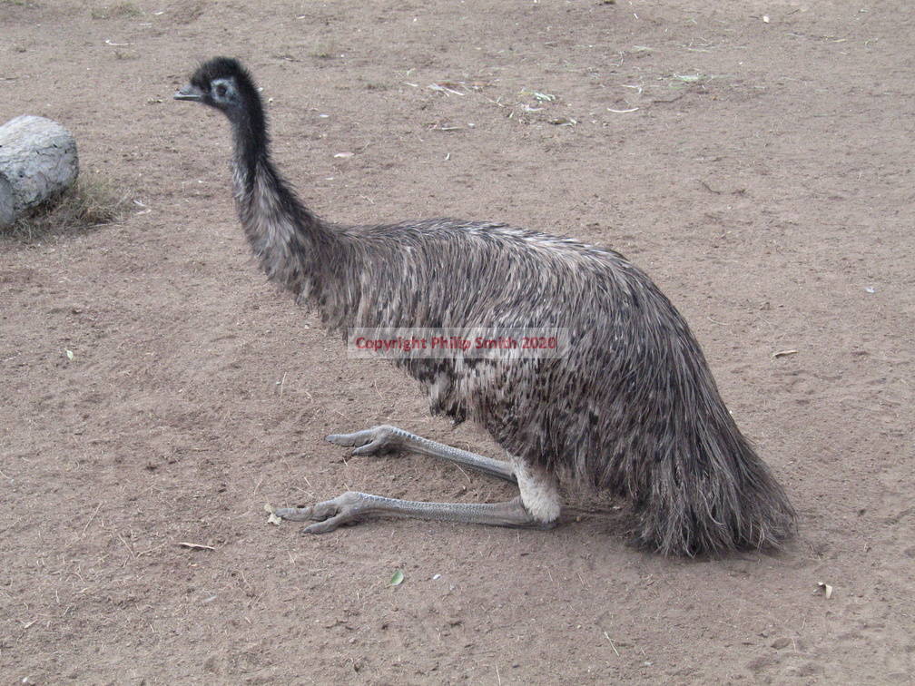 09-Emu