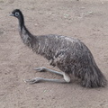 09-Emu.JPG
