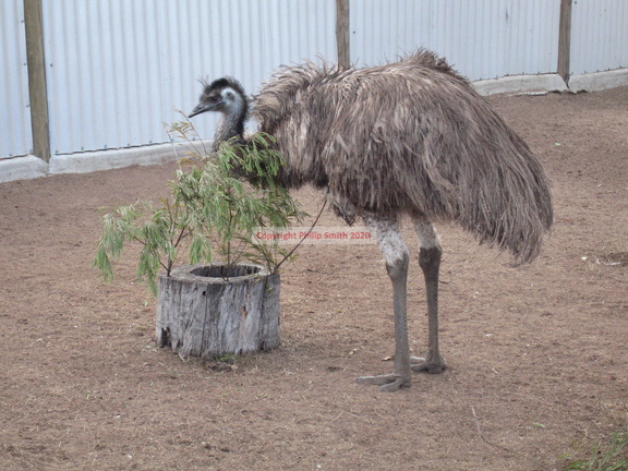 11-Emu