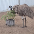 11-Emu