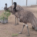 12-Emu