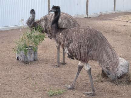 12-Emu